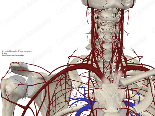 Suprascapular Artery An Overview Sciencedirect Topics