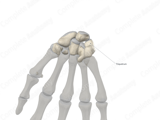 Triquetral Bone Anatomy Triquetral Bone Anatomy