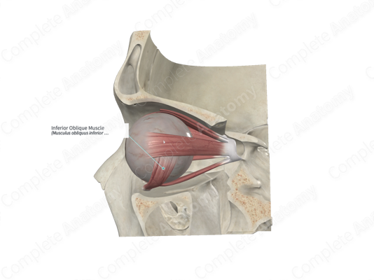 Inferior Oblique Muscle - an overview | ScienceDirect Topics