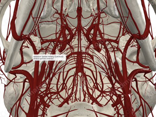 arteria lumbar