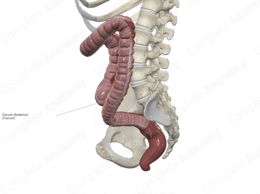 Cecum - an overview | ScienceDirect Topics