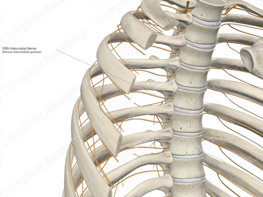 Intercostal Nerve Anatomy Thoracic Cage