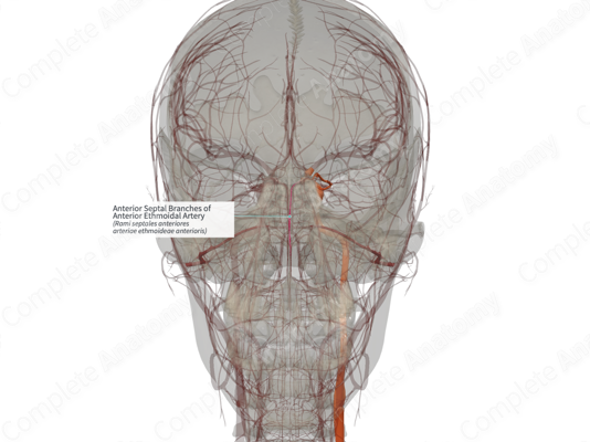 Anterior Ethmoidal Artery an overview ScienceDirect Topics Anterior Ethmoidal Artery an overview ScienceDirect Topics