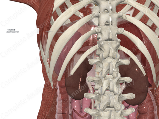 Rib Cage - an overview | ScienceDirect Topics