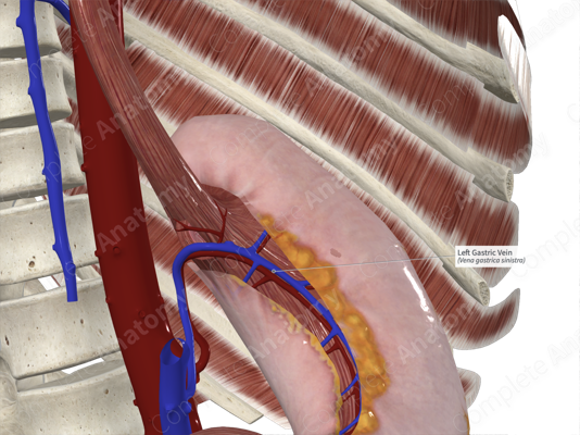 Left Gastric Vein - an overview | ScienceDirect Topics