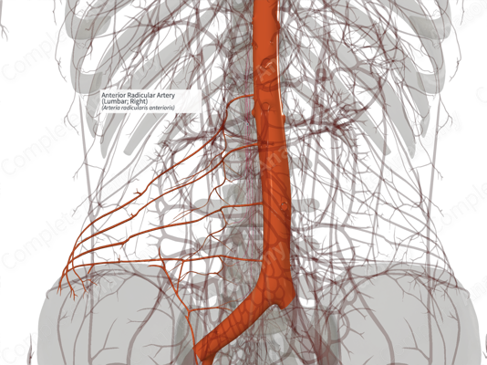 arteria lumbar