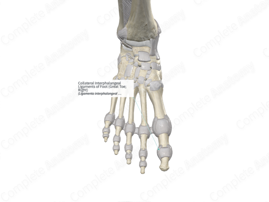 Toe Pip Interphalangeal Joint - an overview | ScienceDirect Topics