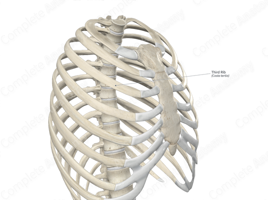 Rib Cage - an overview | ScienceDirect Topics