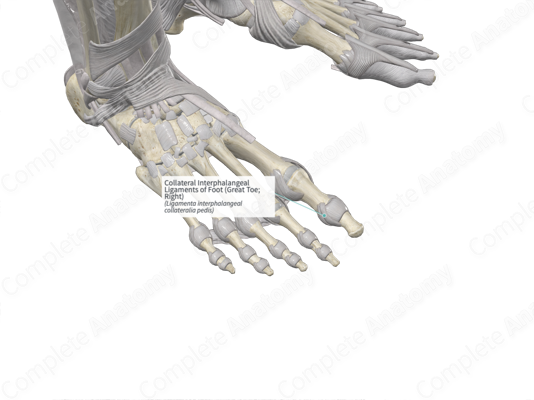 Toe Pip Interphalangeal Joint - an overview | ScienceDirect Topics