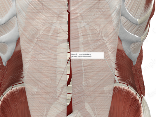 arteria lumbar