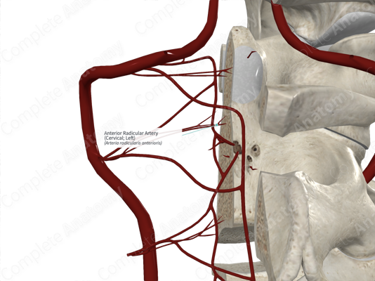 arteria lumbar