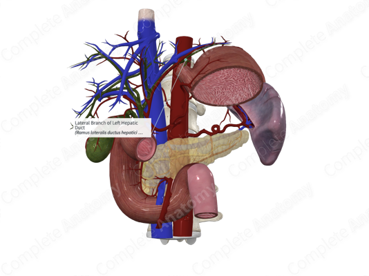 Common Hepatic Duct An Overview Sciencedirect Topics