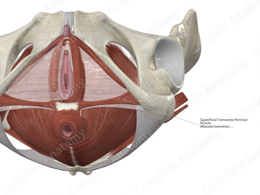 Otsimon paytida perineumni silash