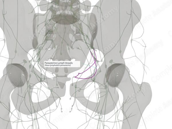 Parauterine Lymph Vessels (Left)