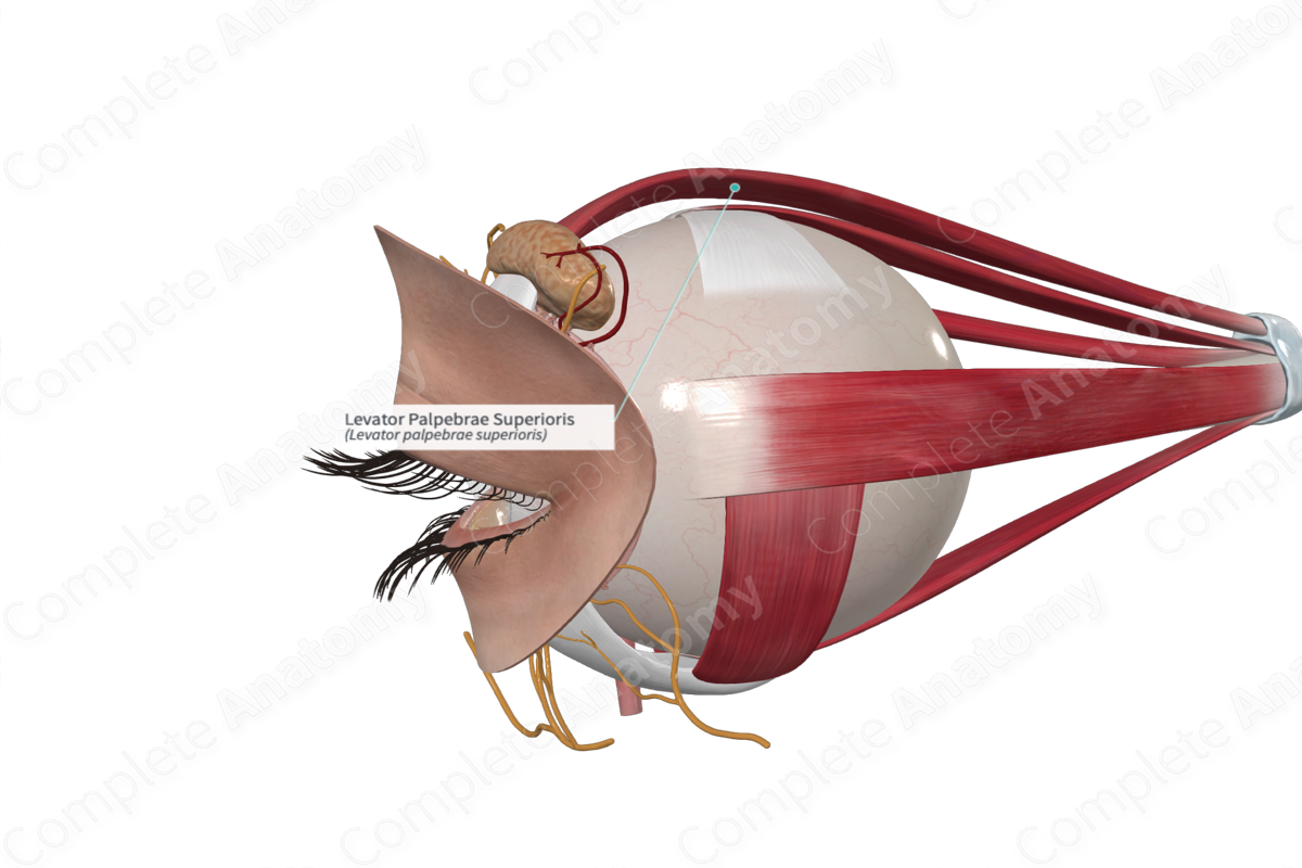 Levator Palpebrae Superioris | Complete Anatomy