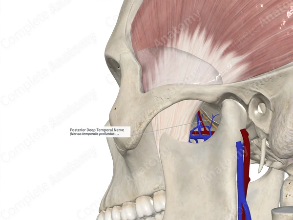Posterior Deep Temporal Nerve