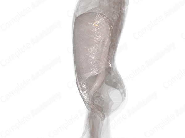 Fasciae of Abdomen