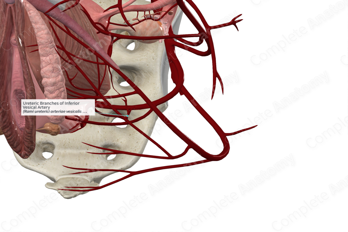 Ureteric Branches of Inferior Vesical Artery 