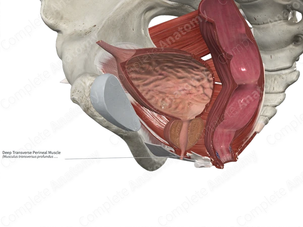 Deep Transverse Perineal Muscle