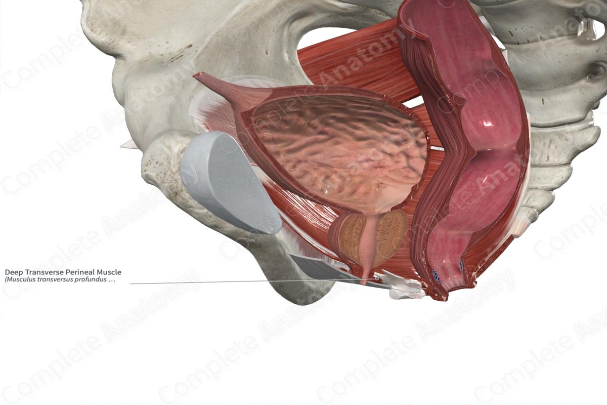 Deep Transverse Perineal Muscle 