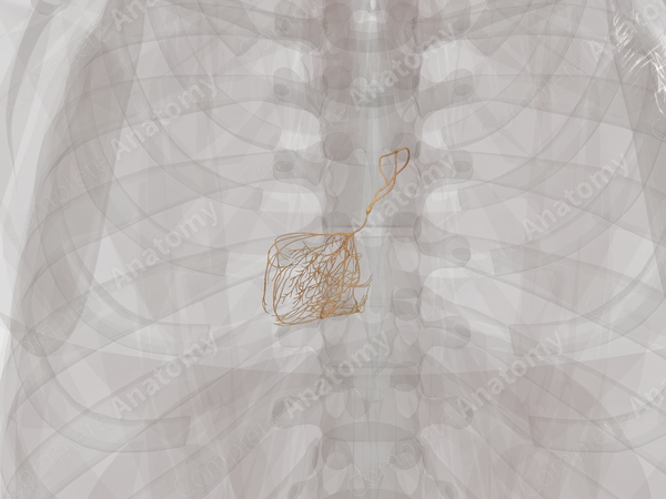 Conducting System of Heart