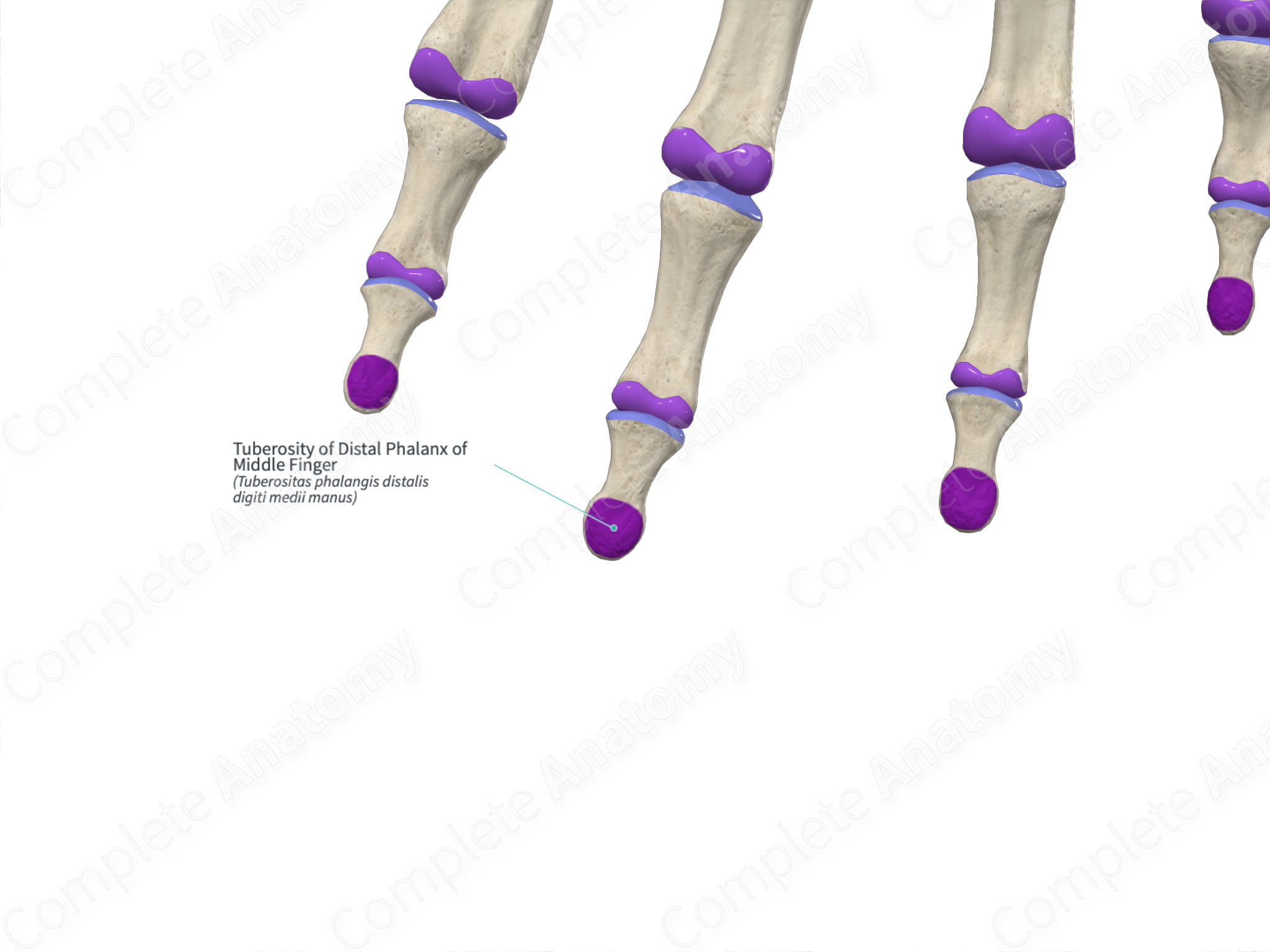 human-skeleton-long-bones-of-arms-and-legs-britannica