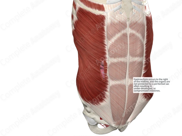 Serosa of Small Intestine (Ileum)