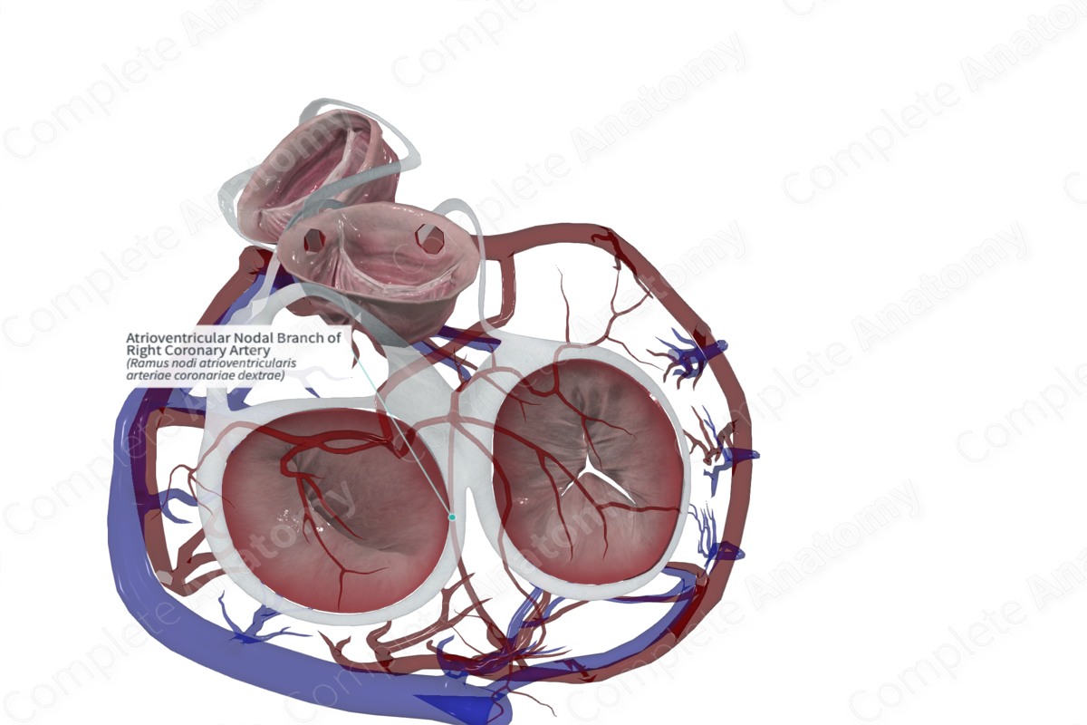 Atrioventricular Nodal Branch of Right Coronary Artery