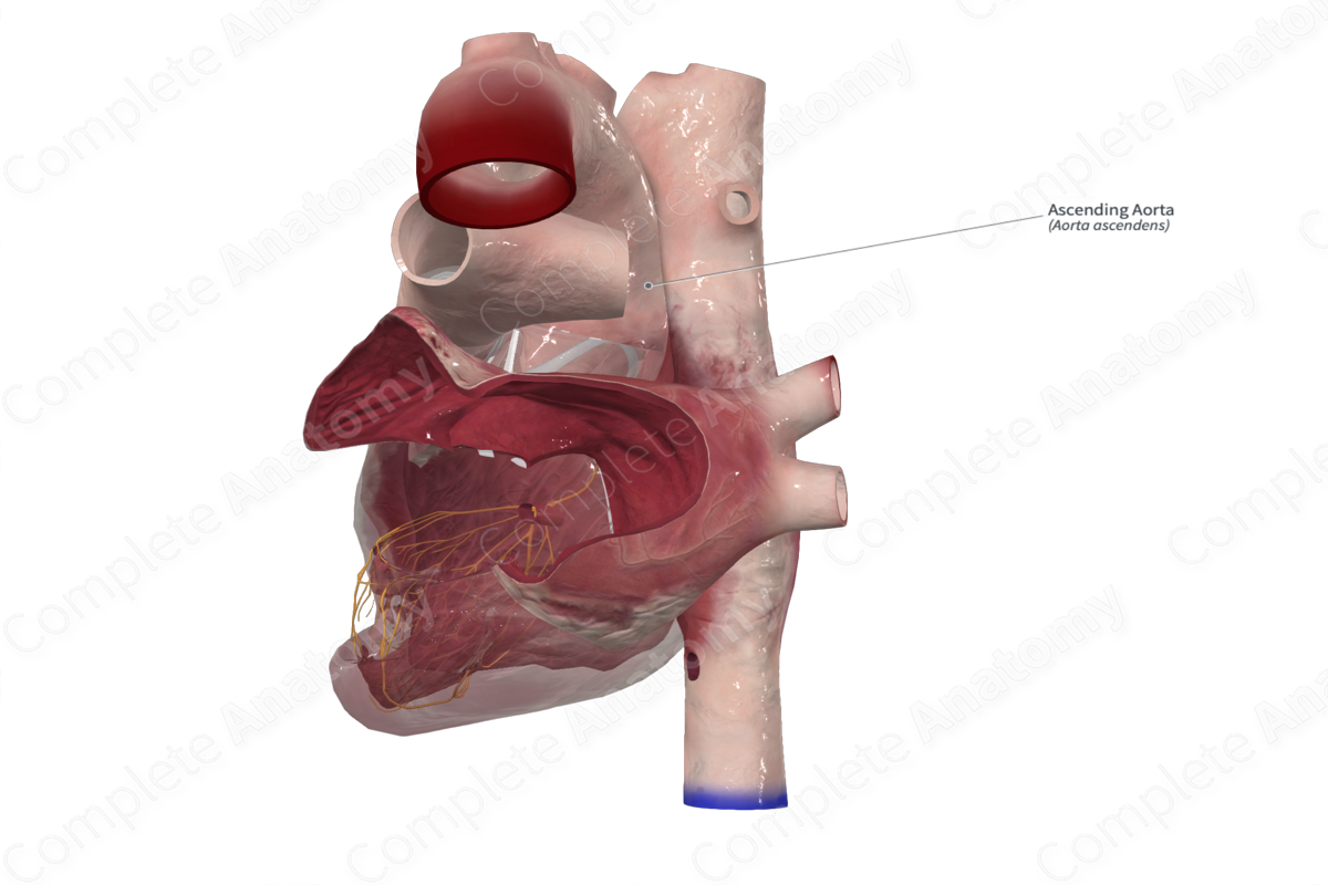 Ascending Aorta