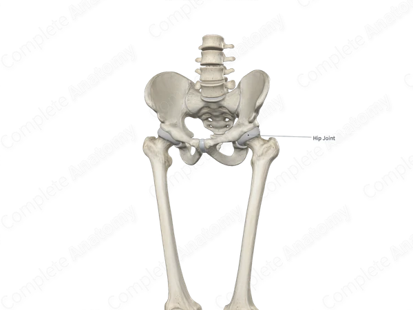 Head of Femur 