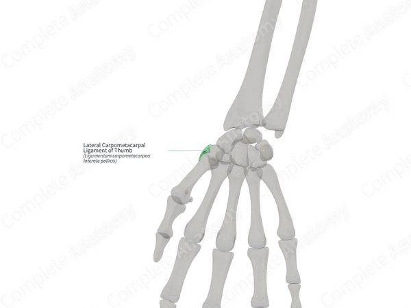 Lateral Carpometacarpal Ligament of Thumb (Right)