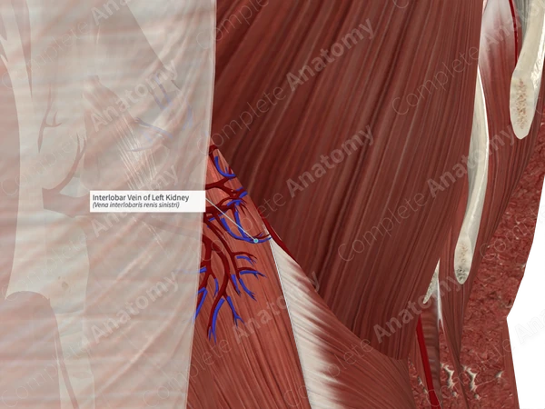 Interlobar Vein of Left Kidney