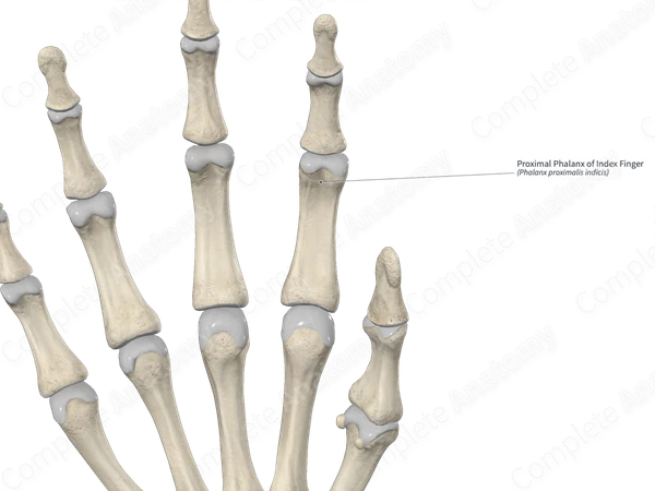 Proximal Phalanx of Index Finger