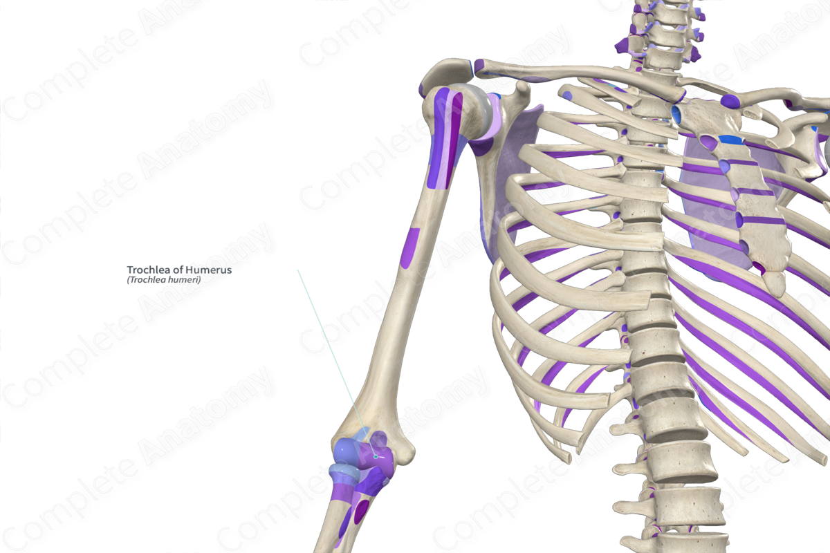 Trochlea of Humerus | Complete Anatomy