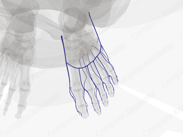 Superficial Veins of Ankle and Foot (Left)