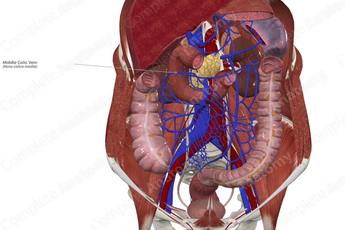 Middle Colic Vein