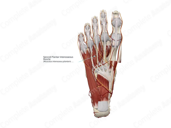 Second Plantar Interosseous Muscle 