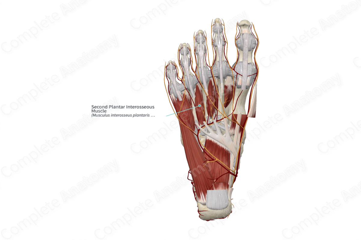 Second Plantar Interosseous Muscle 