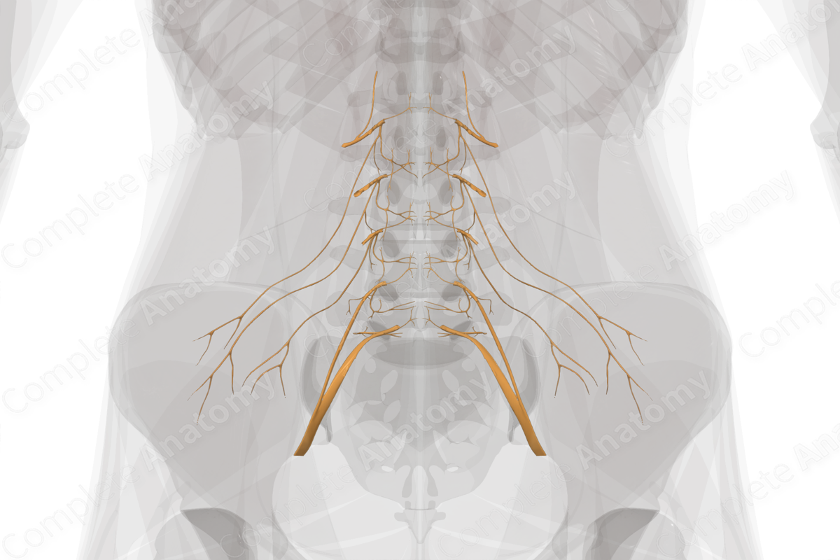 Lumbar Nerves