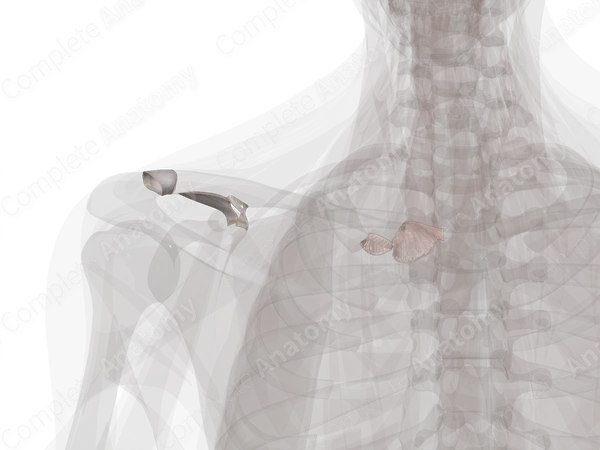 Synovial Joints of Pectoral Girdle (Left)