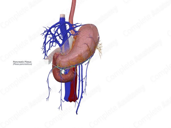 Pancreatic Plexus | Complete Anatomy