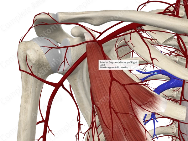 Anterior Segmental Artery of Right Lung