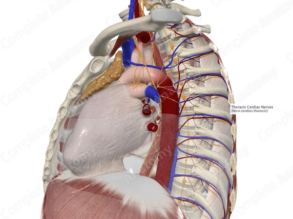 Thoracic Cardiac Nerves 