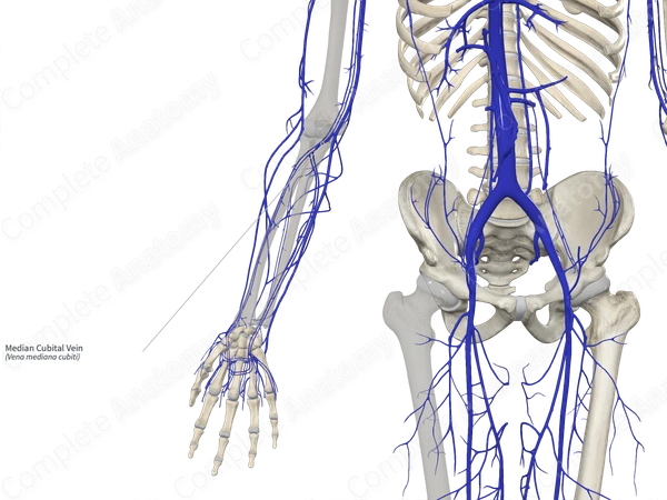 Median Cubital Vein 