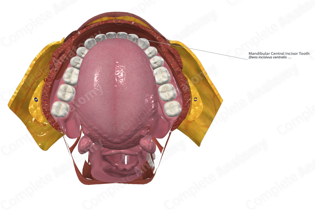 Mandibular Central Incisor Tooth 