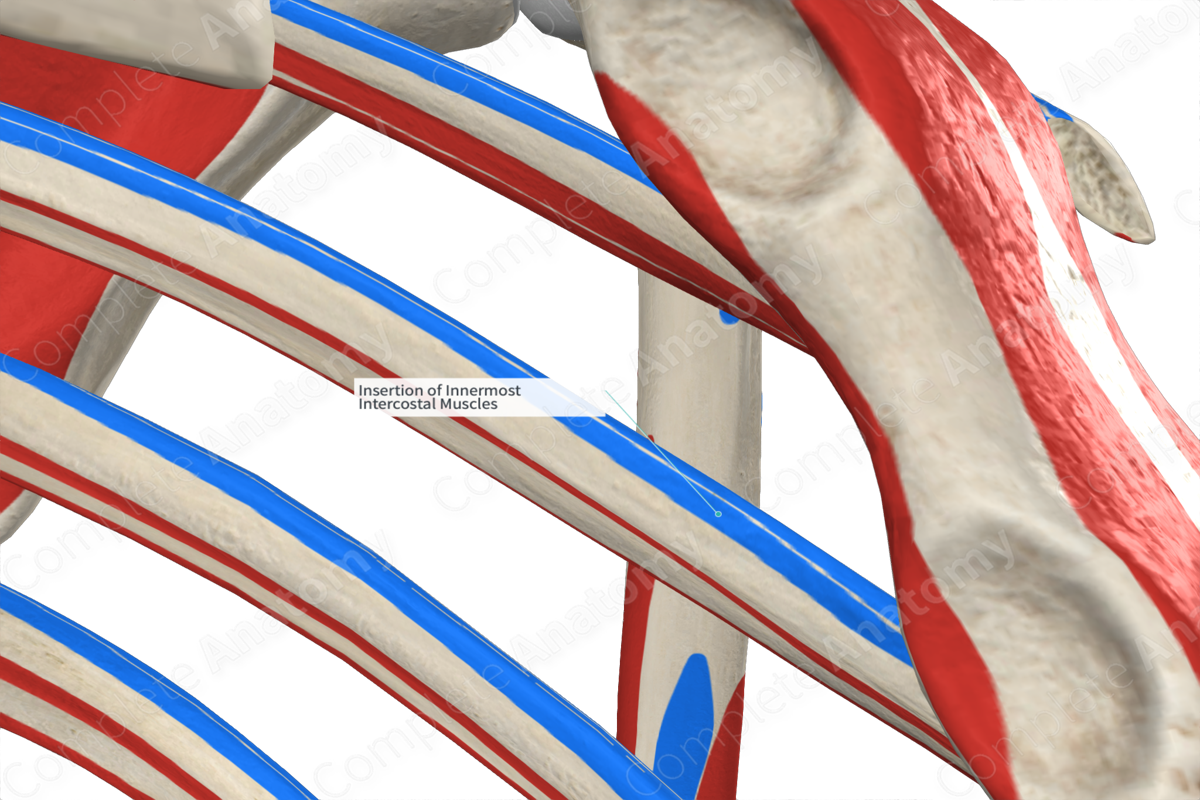 Insertion of Innermost Intercostal Muscles