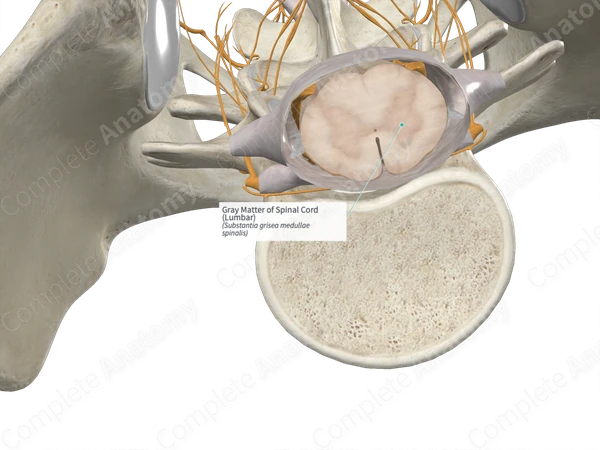 Gray Matter of Spinal Cord (Lumbar)