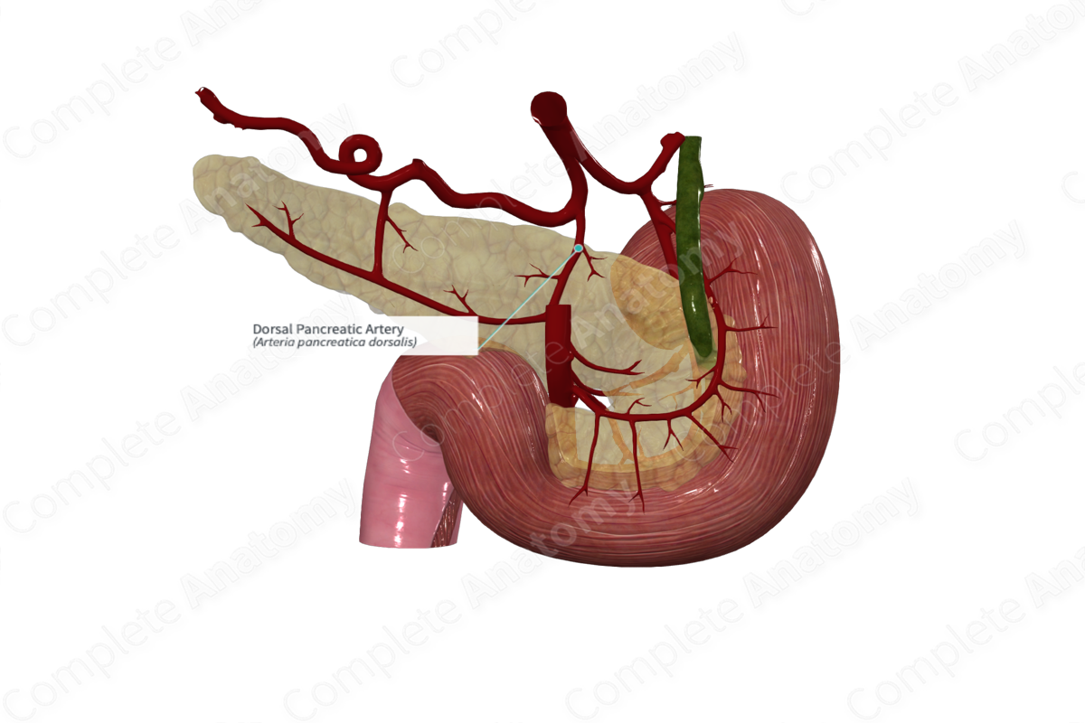 Dorsal Pancreatic Artery
