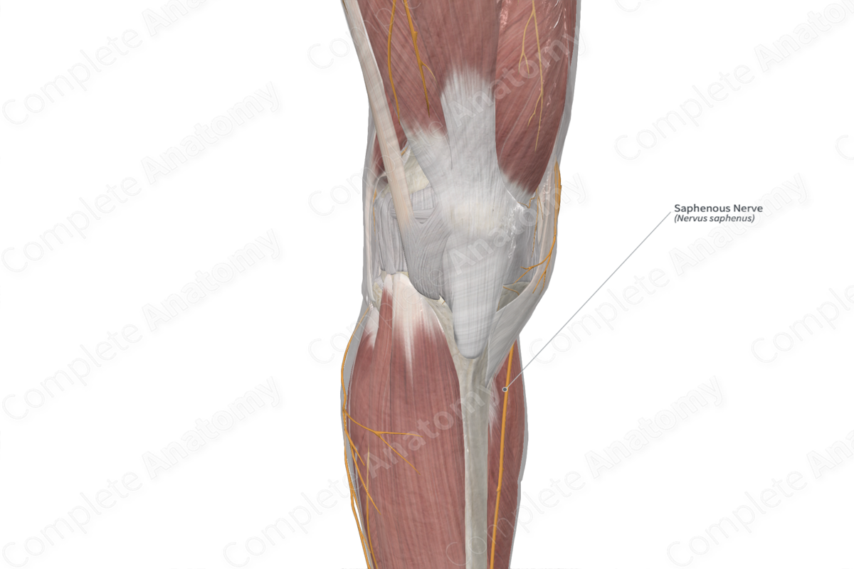 Saphenous Nerve Complete Anatomy 9786