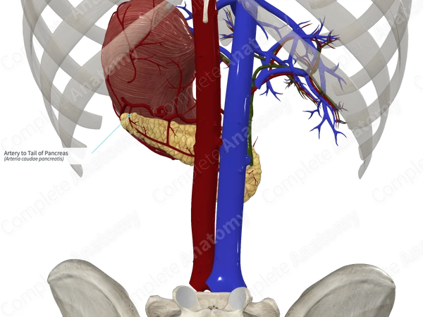 Artery to Tail of Pancreas